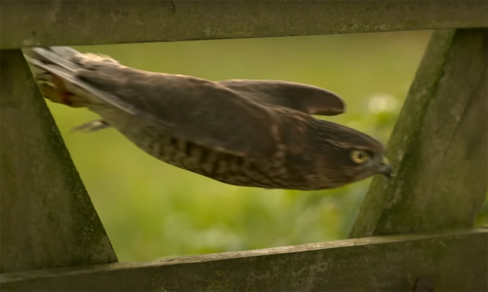 Will Wind Chimes Keep Woodpeckers Away?