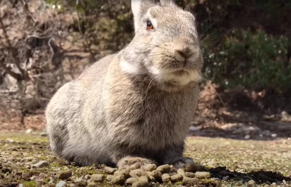 Why Would A Rabbit Be Afraid Of Wind Chimes?