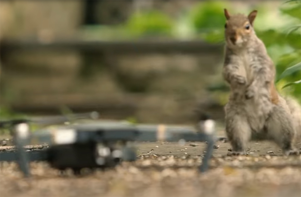 Squirrels in Your Garden